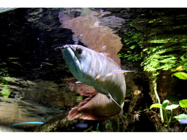 11_06Sat_Howto_arowana01