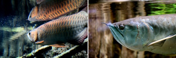 11_06Sat_Howto_arowana02